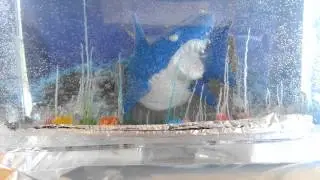 Magic rocks time lapse