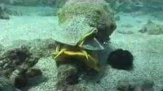 Cassis cornuta, Гавайский шлемник