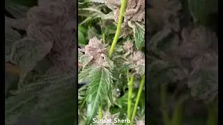 Sunset Sherbet on Harvest Day