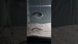 Local Name Kanduli 🐟 Scientific Name NOTOPTERUS  NOTOPTERUS 🐟