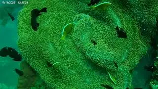 Orange Anemonefish & Three Spot Domino Damselfish - Shipwreck Tulamben - Bali