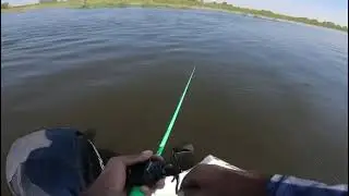 An Acrobatic Tigerfish caught on a copper spoon