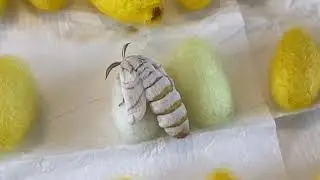 Silk moth hatching and mating