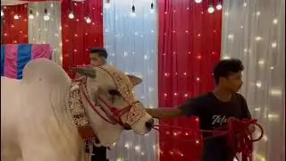 big cow unloading nisar masjid topsia ❤️ #bakrid2023 #cow #beautifulcows