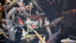 Infamous Yoshikigoi Koi Tunnel 2016 Video 5