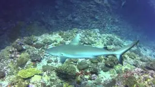 Shark diving in Mauritius with Just Diving