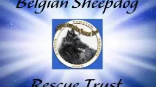 Rescue Success Stories - Krash