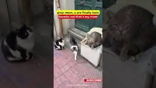 Cat: she's not your mom #cat #cute #pets #funny