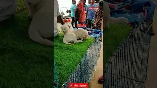 Pet Market Kolkata /Best Lowest price puppy dog/Gallif Street dogs/kolkata dog market