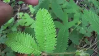 Mimosa thigmonasty or shrinking