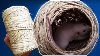 DIY toca de sisal para rato Twister | Enriquecimento ambiental