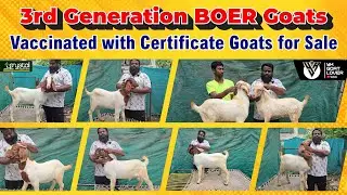 Top Quality 3rd Generation Boer Goats Kids at Crystal Goat Farm I YK Goat Lover