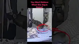 This dog poops on bed!!! | Ridiculous Dog | Funny Dog