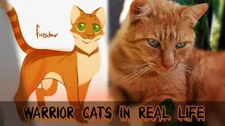 Warrior Cats in real life