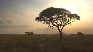 Close Up Big Lush Acacia Tree Against Golden Setting Sun In African Savannah 4K