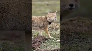 This is Tibetan fox | Native to tibet and China | #fox #animal #beautiful