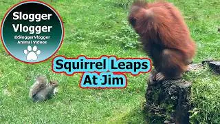 Squirrel Charges At Orangutan Baby Jim