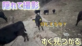 見つからないように観察