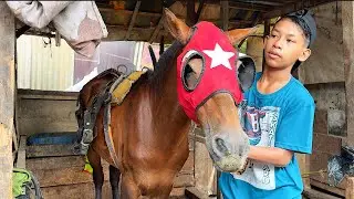 PERSIAPAN PEMASANGAN KUDA SEBELUM KE PANGAKALAN PURI KEMBANGAN - KUDA DELMAN - KUDA - DELMAN COKLAT
