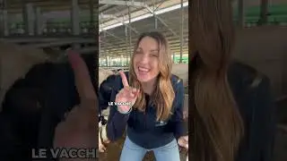 Sai quanta cacca fa una vacca al giorno? 💩