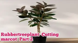 Part 2 rubbertreeplant  marcot and cutting#viralvideo #rubbertreeplant #rubberplants #rubbertree 