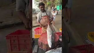 Big Kingfish Cutting Skills Vibe Style 