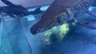 @pipaliaa - a walk in a beautiful garden and aquarium. 