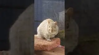 New Jersey man roasts squirrel on his back porch
