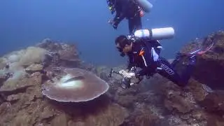 Belongas Bay - The Magnet - Shark - Manta