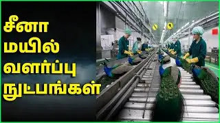 சீனா மயில் வளர்ப்பு நுட்பங்கள் || CHINA PEACOCK Farming Techniques