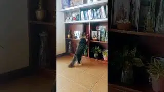 #catprayer #cutecat #love