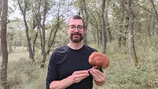 &iquest;C&oacute;mo saber si un reishi silvestre est&aacute; listo para recolectar? Ganodema lucidum