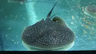 Plesiotrygon nana feeding part 2
