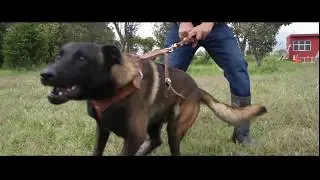 Perro pastor Belga Malinois de guardia y protección