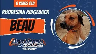 Beau, the Rhodesian Ridgeback| Best Ridgeback Training | Off Leash K9 | Board & Train | Oklahoma