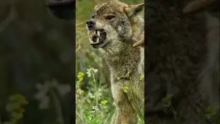 🐺🦊🐺 THE SOUND OF A WOLF DOG MOVING #moon #luna #spooky #horror