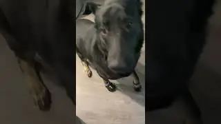 Dog Tries Shoes for the First Time&hellip; HILARIOUS Reaction! #funnydogs #dog #funny #dogreaction #gsd