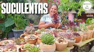 Suculentas em vasos de barro: dicas para não matar suas suculentas | Echeverias, aeonium e outras