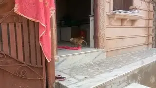 Tabahi macha Di Bandar Ne😆😆😆😆