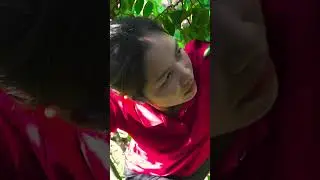 Come Fruit Picking This Summer. Do You Want to Pick Starfruit Up High? #shorts #harvesting