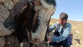 Calming Vibes of Nature; Hiking & Milking Goats  #mountains #sheep 