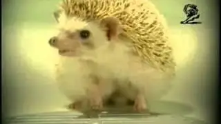Sonic Adventure 2 [Good and Evil Hedgehog] (US Dreamcast TV Commercial)