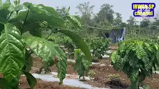 Tanam sistem pagar mulai panen umur 18 bulan