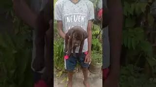 Lab puppy sale In kollam. Mobile number 7994807027.9633821908.good quality puppy call me.