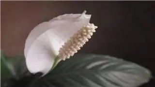 Cat Health : How To Keep a Cat From Eating House Plants