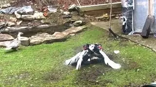 Muscovy Males Ducks Fighting