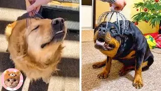 Angry - Funny Dog Can Make You Laugh So Hard - Part 2| Pets Galaxy