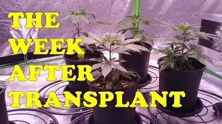 The Week After Transplanting Cannabis Seedlings
