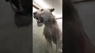 Historical Asiatic Lion life-size model #shorts#lion #asiaticlion