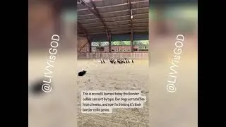 Border Collies sort black and white Ducks
